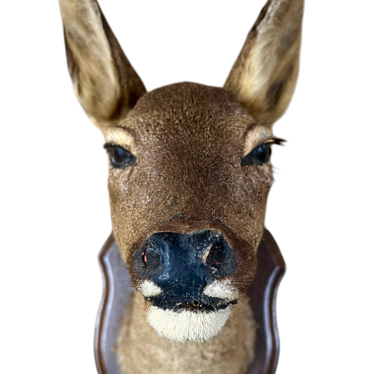Vintage French Roe Deer Doe Taxidermy Head – Wooden Shield Wall Mount