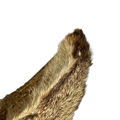 Close-up of a brown fur ear on a white background
