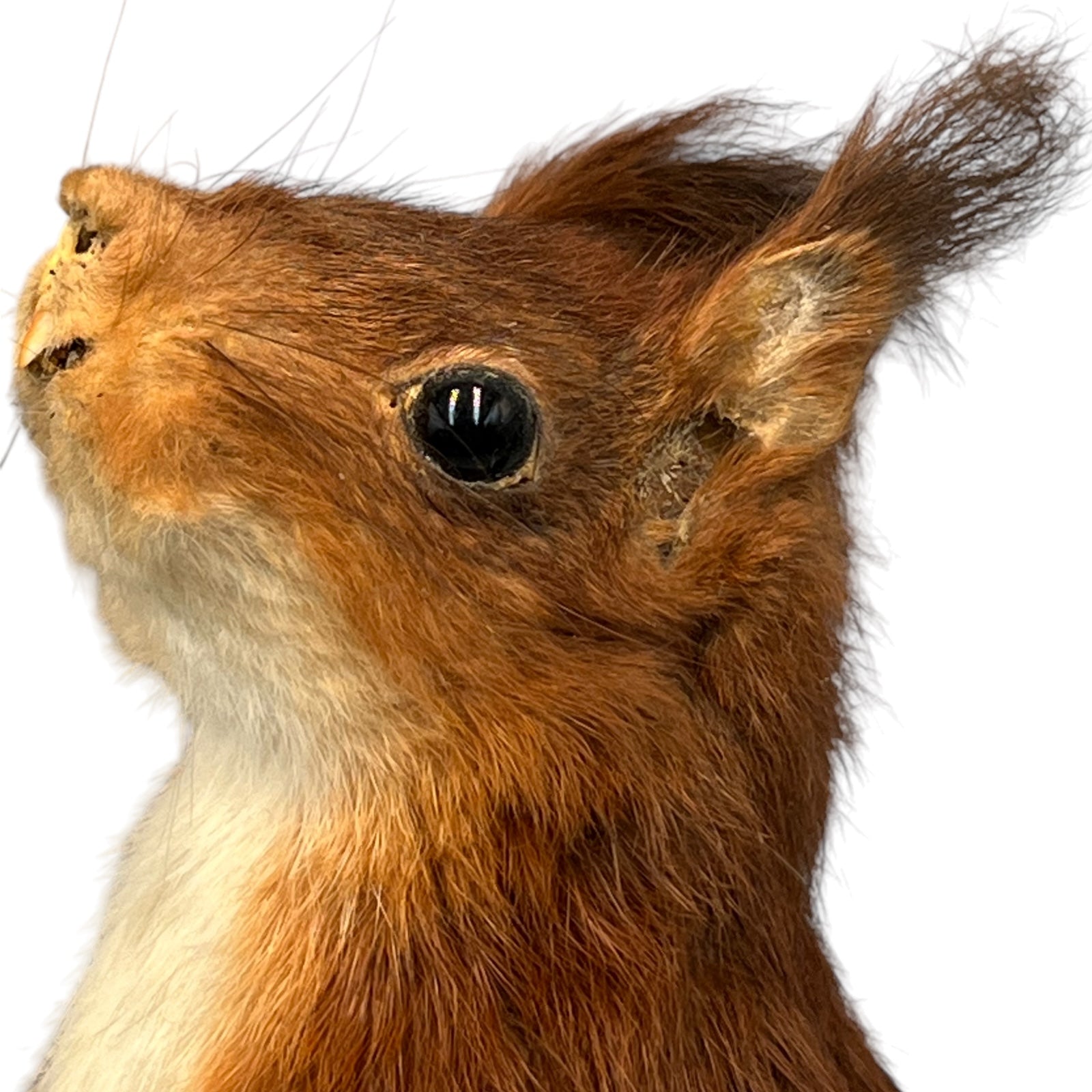 French Vintage Taxidermy Squirrel, Stuffed Animal, Taxidermy Red Squirrel 