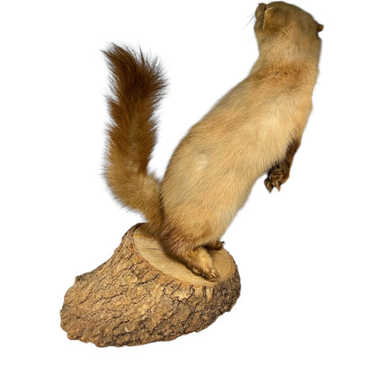Close-up of a pine marten on a white background