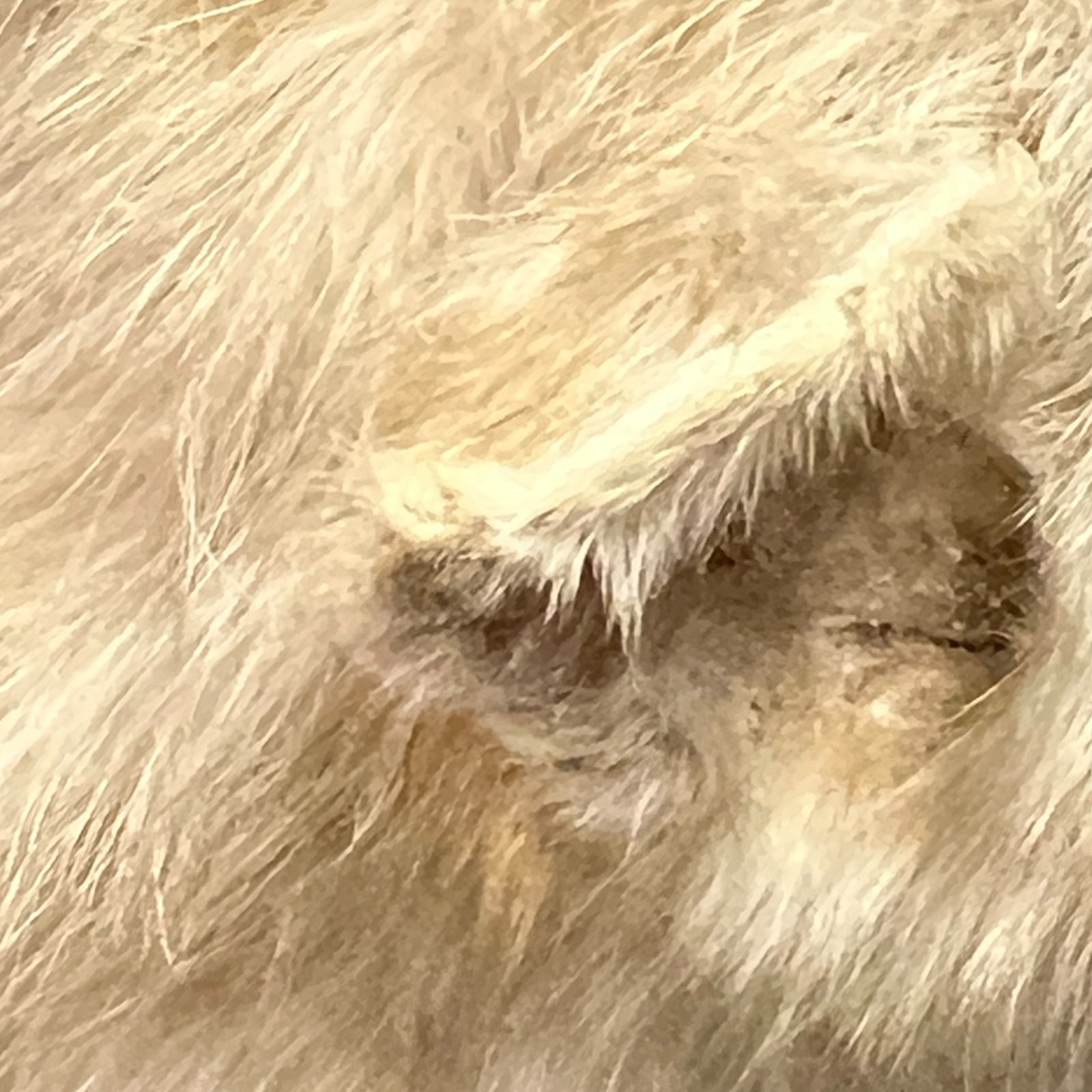 Close-up of a pine marten on a white background