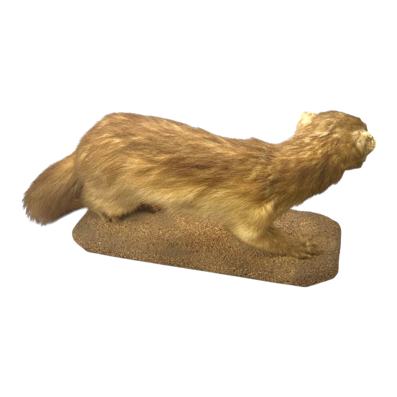 Taxidermy pine marten on a white background