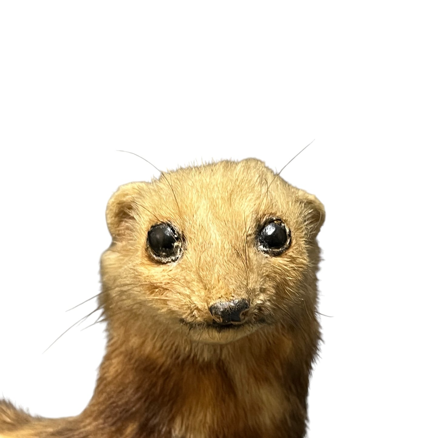 close up of a taxidermy wildlife small animal on a white background