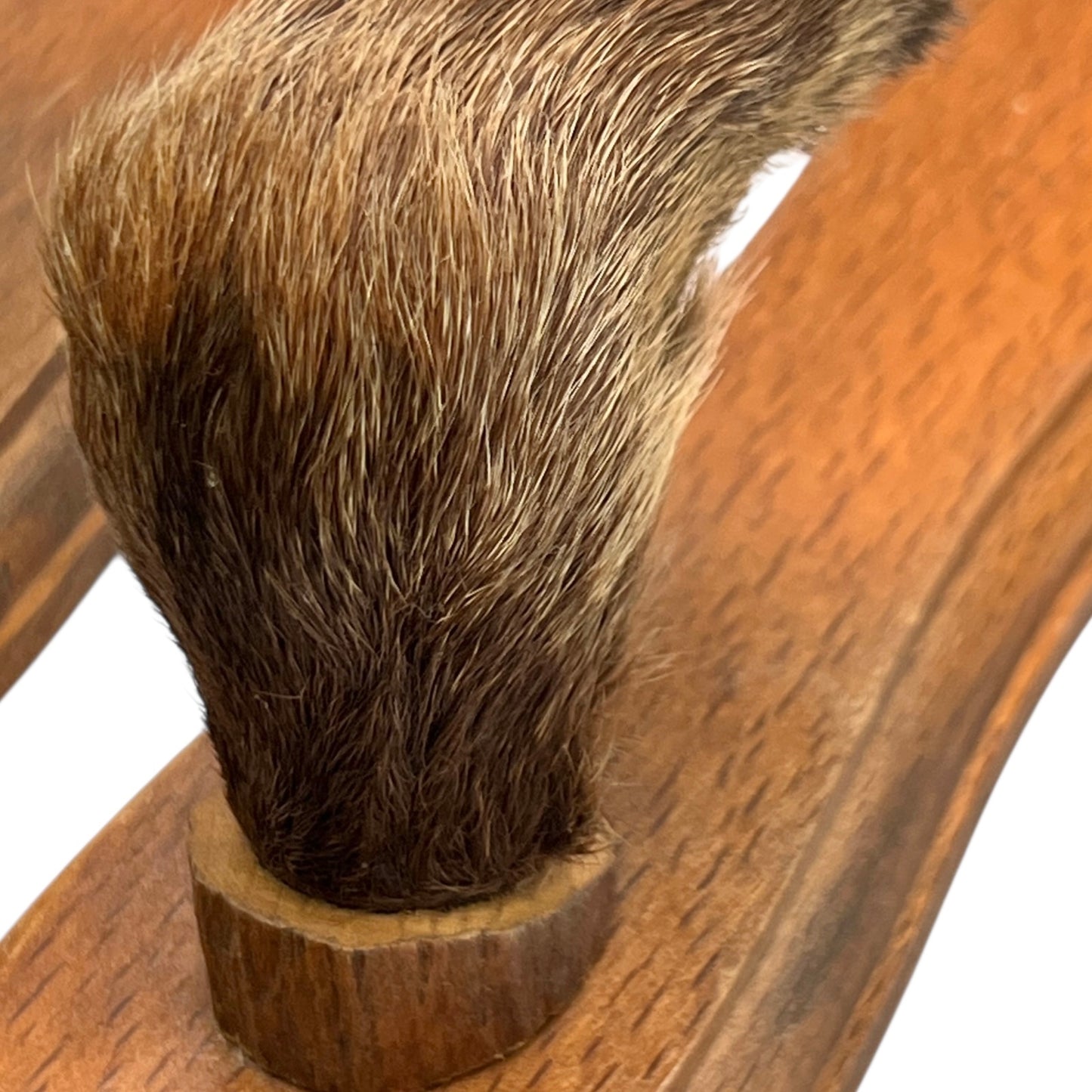 close up of boar hooves on a white background