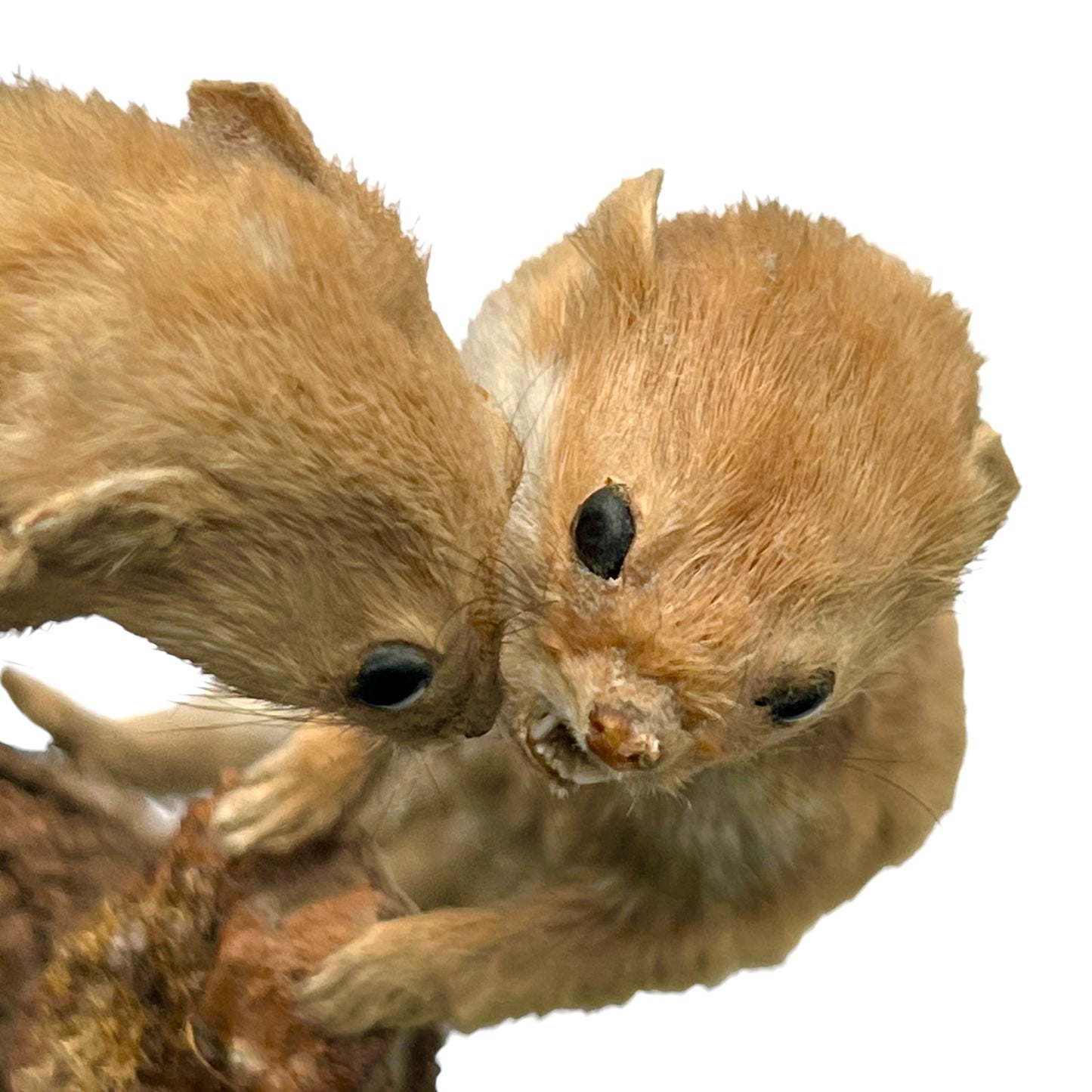 Close-up of a pair of brown weasels on a white background