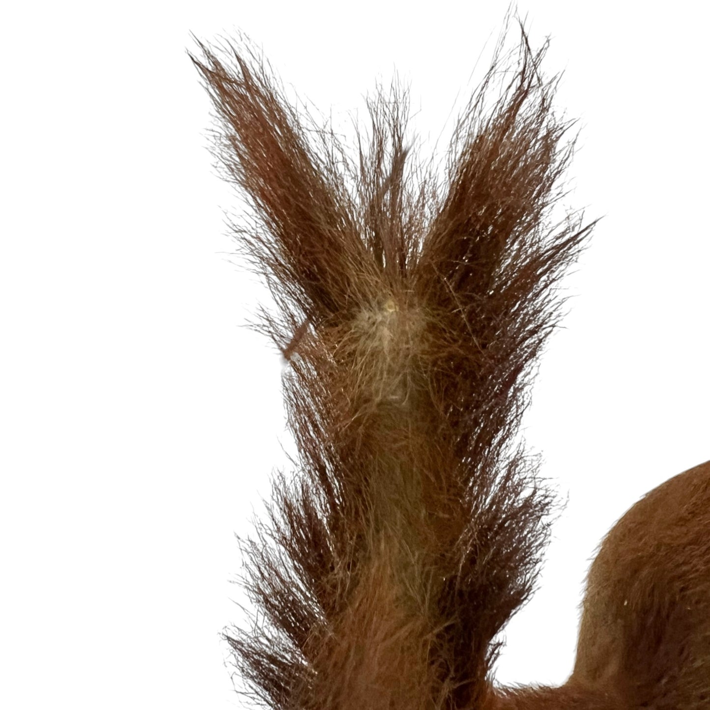 Close up of a taxidermy red squirrel on a white background 