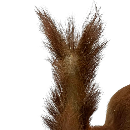 Close up of a taxidermy red squirrel on a white background 