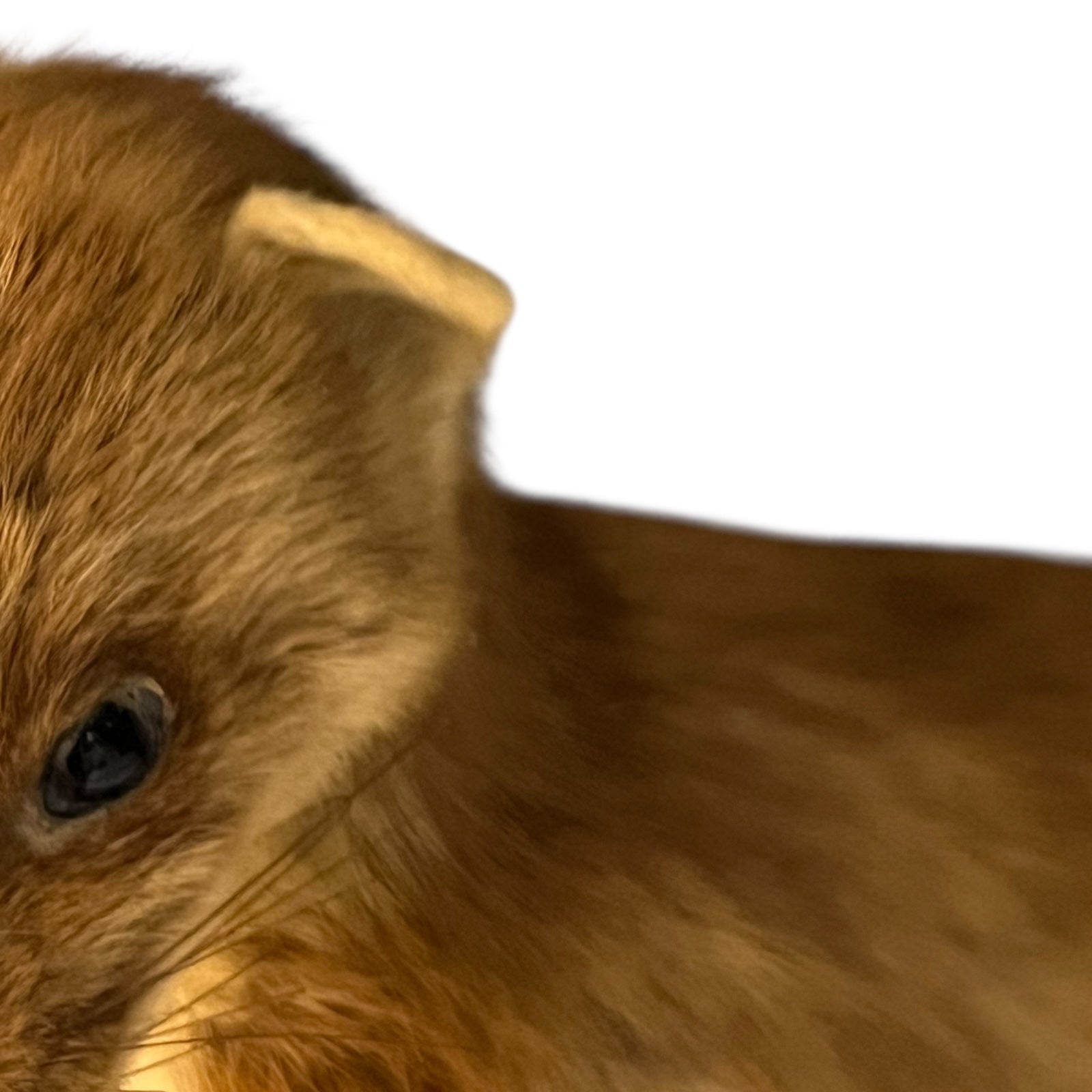 Close-up of a taxidermy small animal with a white background