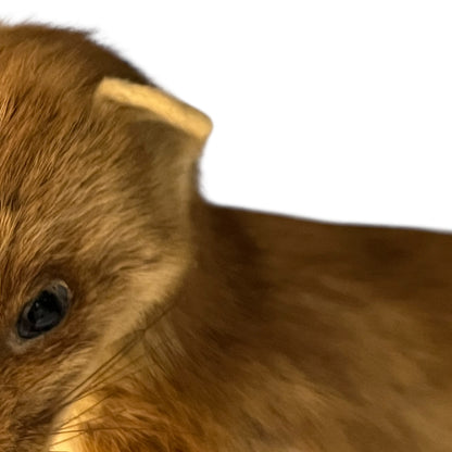 Close-up of a taxidermy small animal with a white background