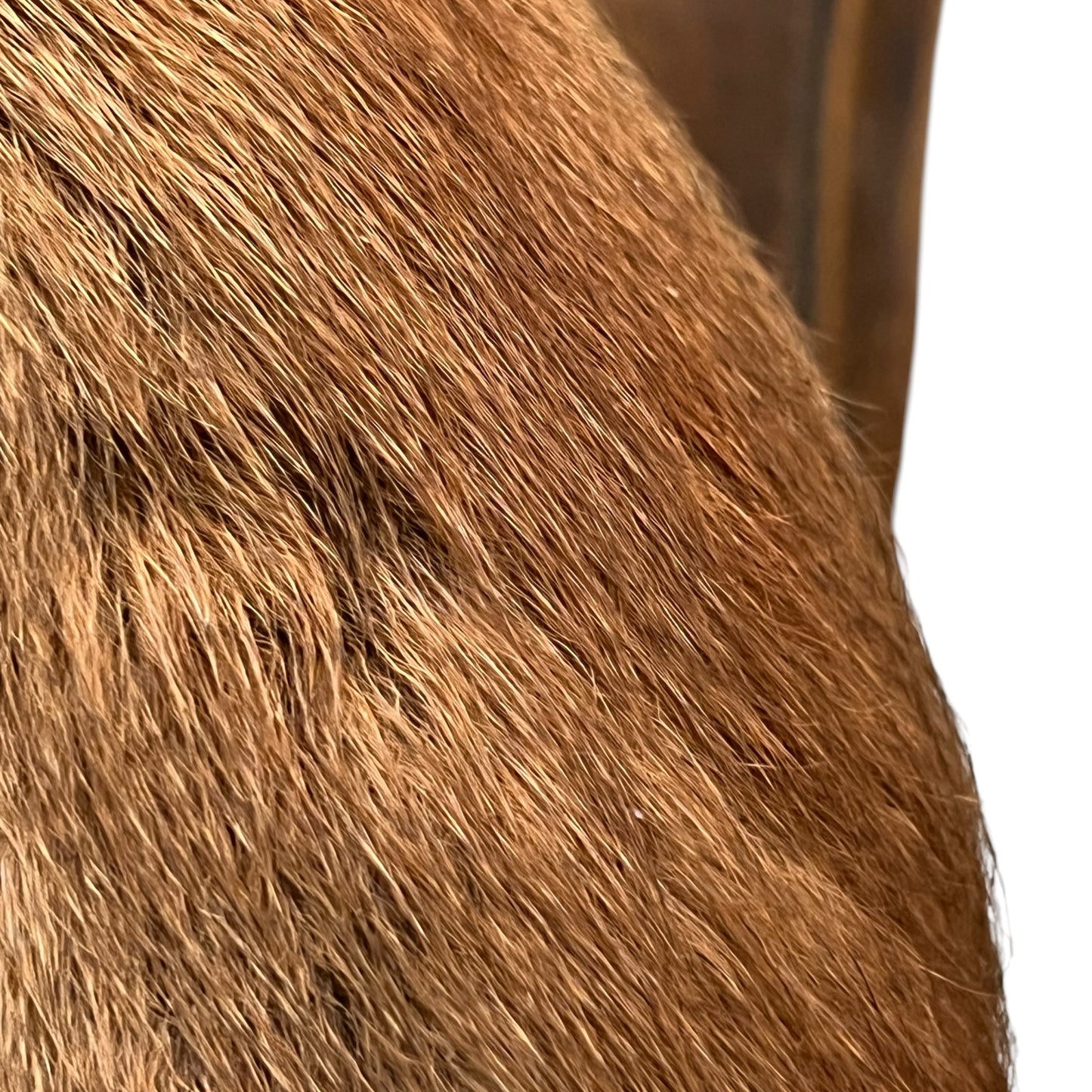 Close up of a taxidermy red squirrel on a white background 