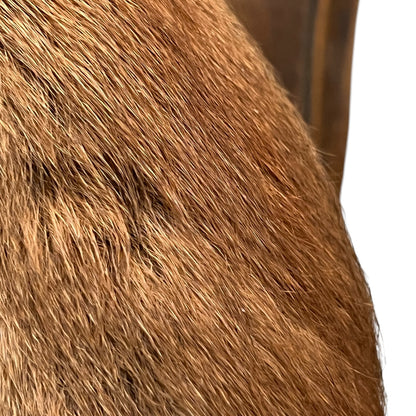 Close up of a taxidermy red squirrel on a white background 