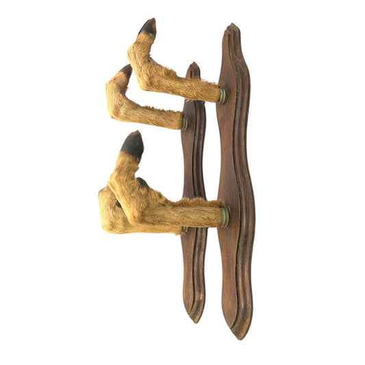 4 French taxidermy deer hooves with a wooden mount  on a white background