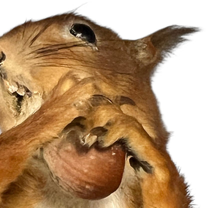 Close-up of a lion's face with a white background