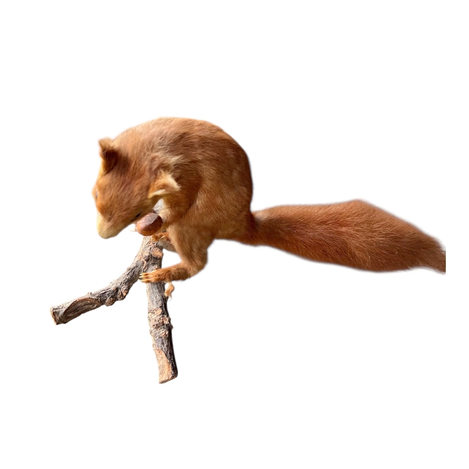 Close-up of a red squirrel on a white background