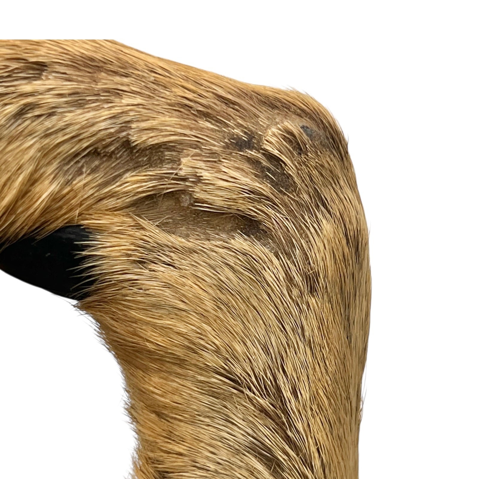 Close-up of a deer hoof on a wooden surface with a white background