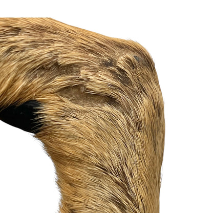 Close-up of a deer hoof on a wooden surface with a white background