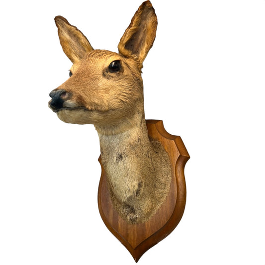 Deer head mount on a wooden plaque against a white background