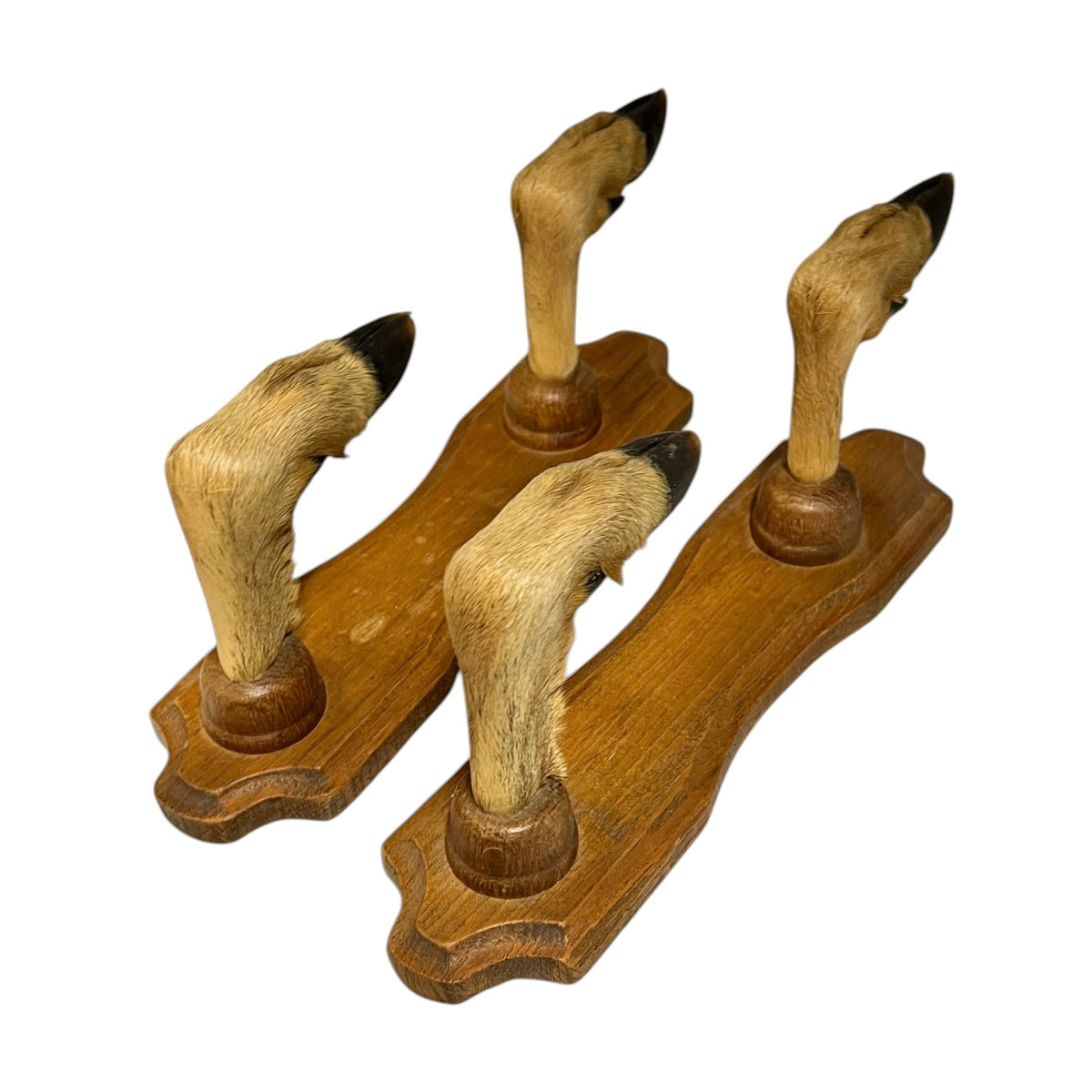 Set of four deer hooves mounted on wooden bases, displayed against a solid white background.