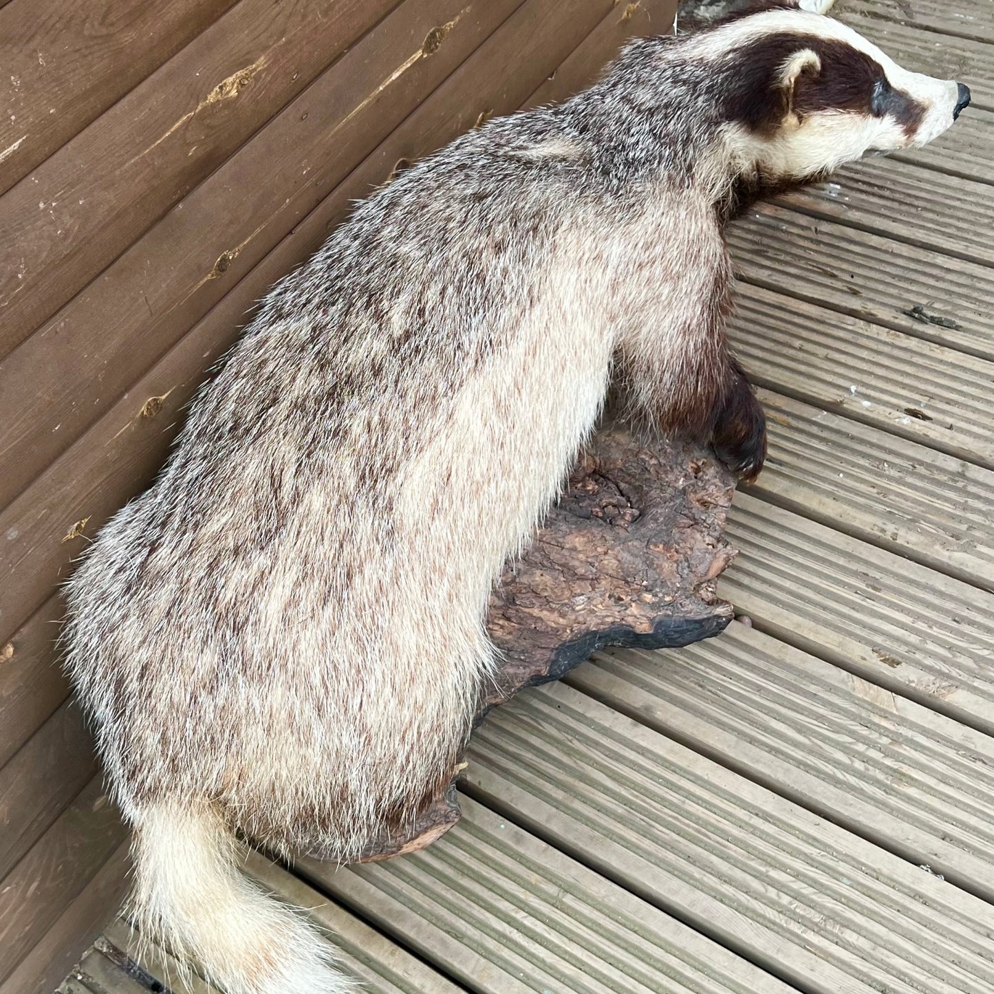 French Taxidermy Badger Adult Mounted on a Log Base in Standing Position