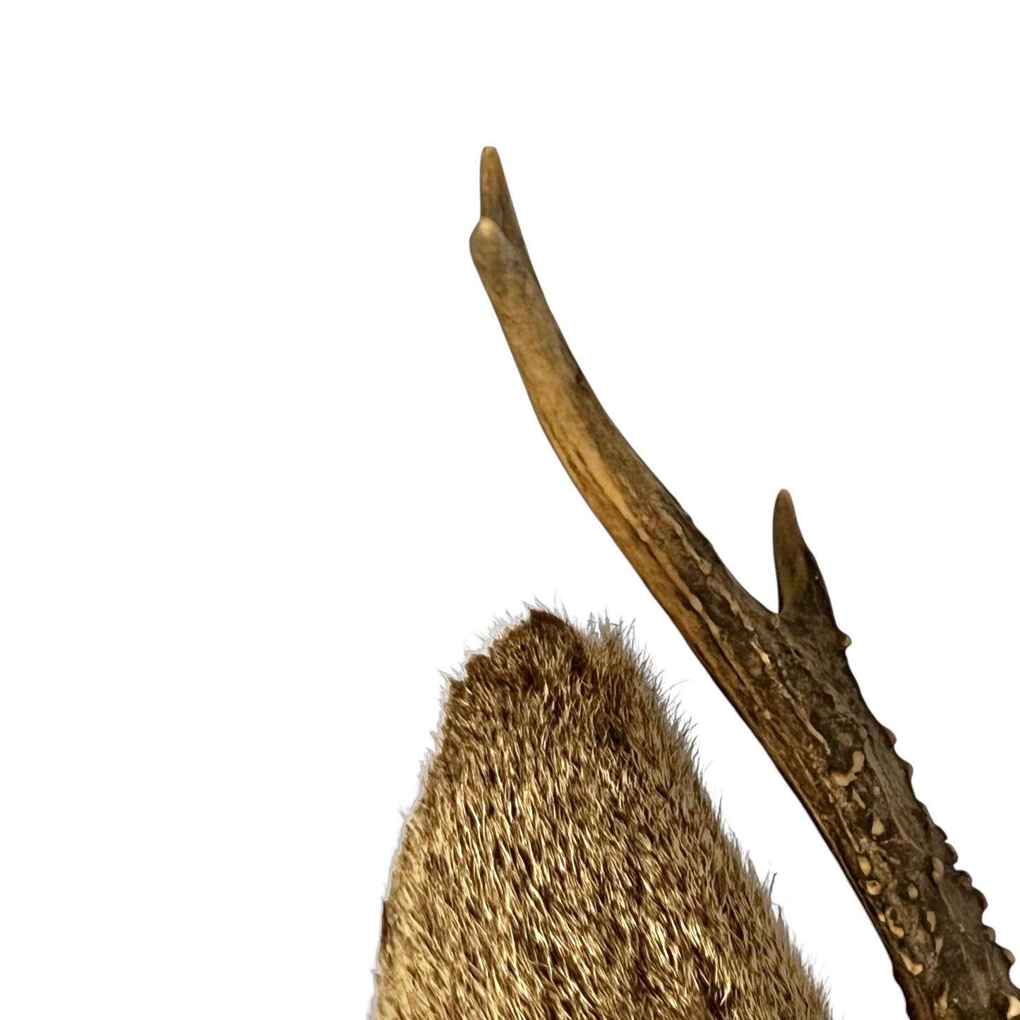 Close-up of a deer antler and fur on a white background