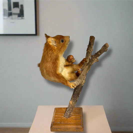 Taxidermy of a squirrel on a branch with a wooden base against a plain wall for sale from All Things French Store.