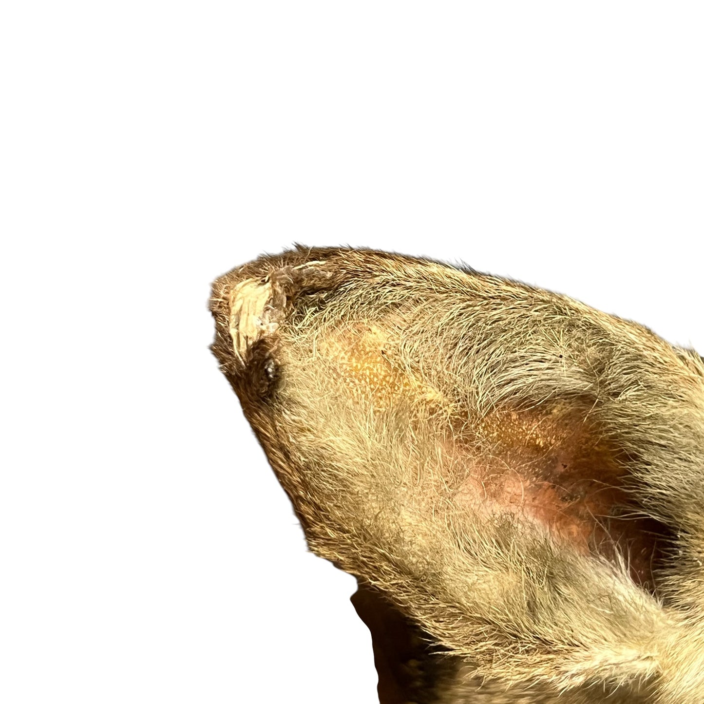 Close-up of a deers ear and paw pad area against a plain white background.