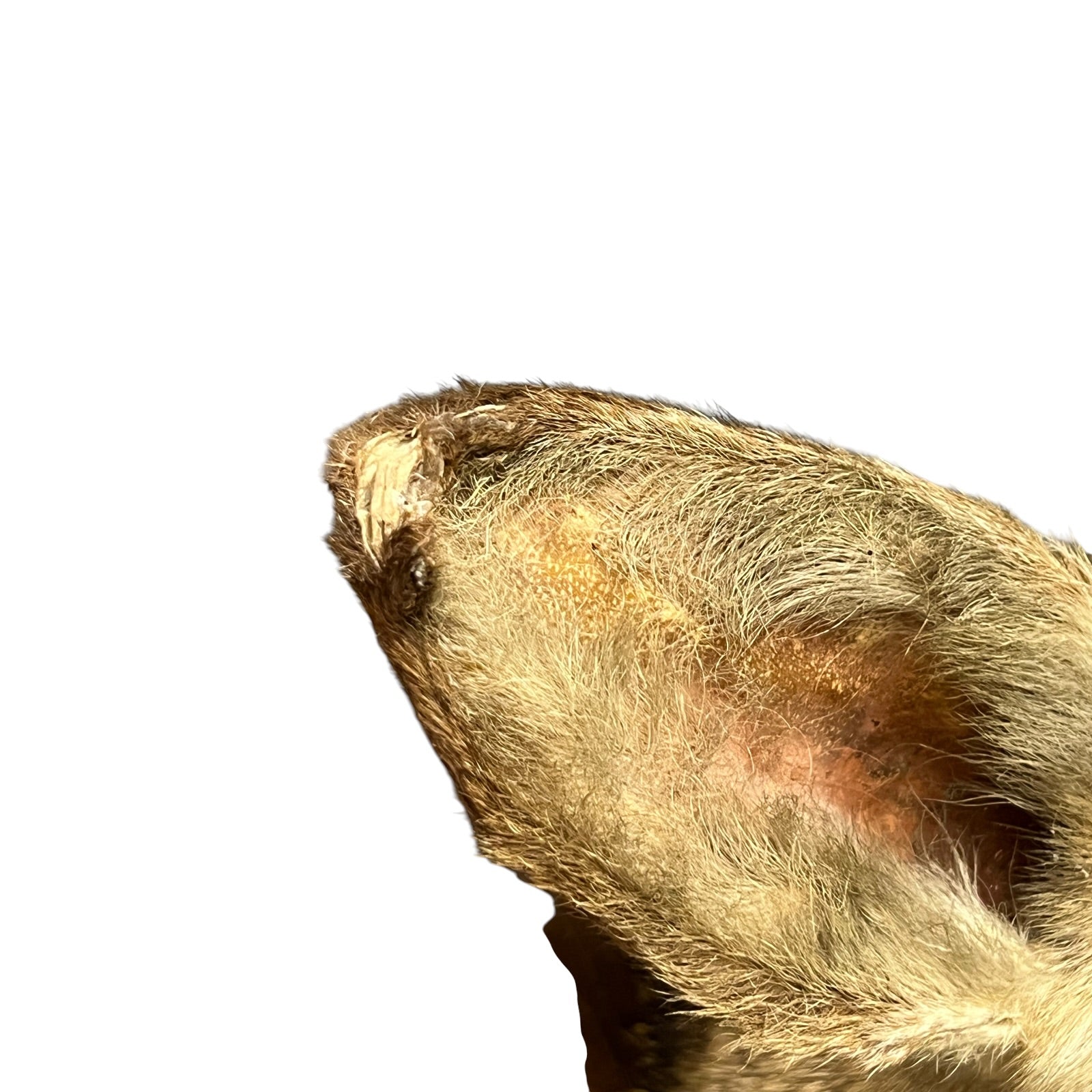 Close-up of a deers ear and paw pad area against a plain white background.