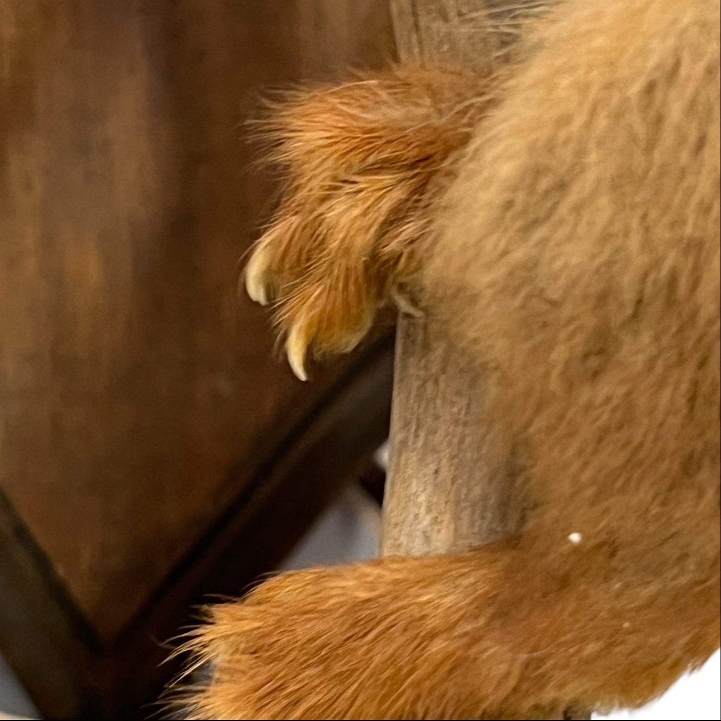Close up of a taxidermy red squirrel on a white background 