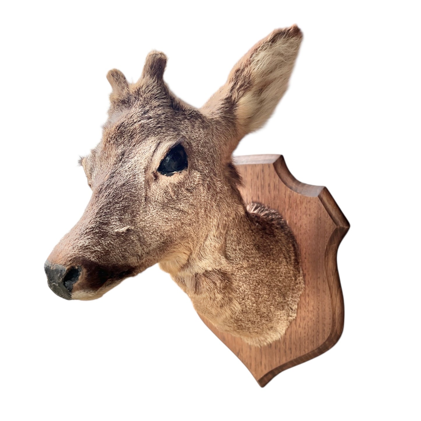Taxidermy deer head mounted on a wooden plaque against a white background