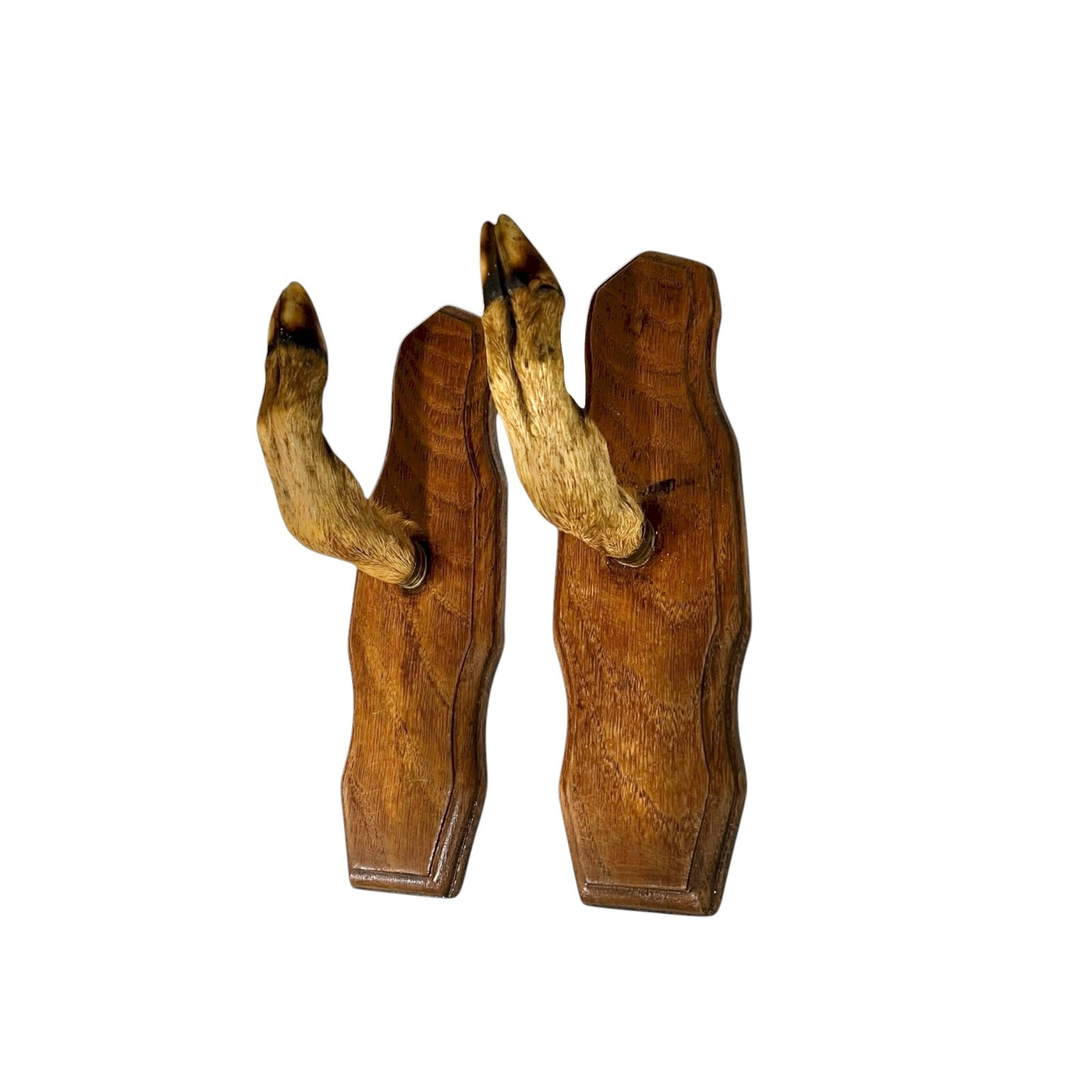 set of 2 deer hooves on wooden mounts on a white background
