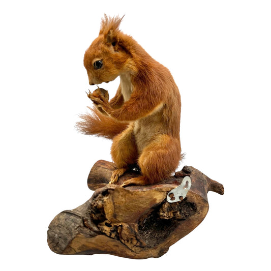 Vintage French Taxidermy Red Squirrel Wall Mount – Quirky Home Decor, Collectible Nut-Holding Squirrel