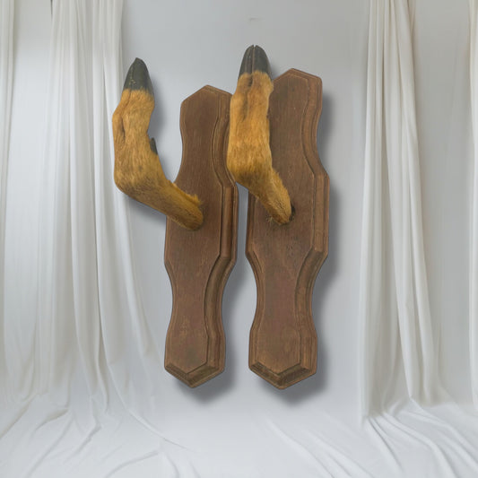 Pair of French vintage deer hooves on a white background