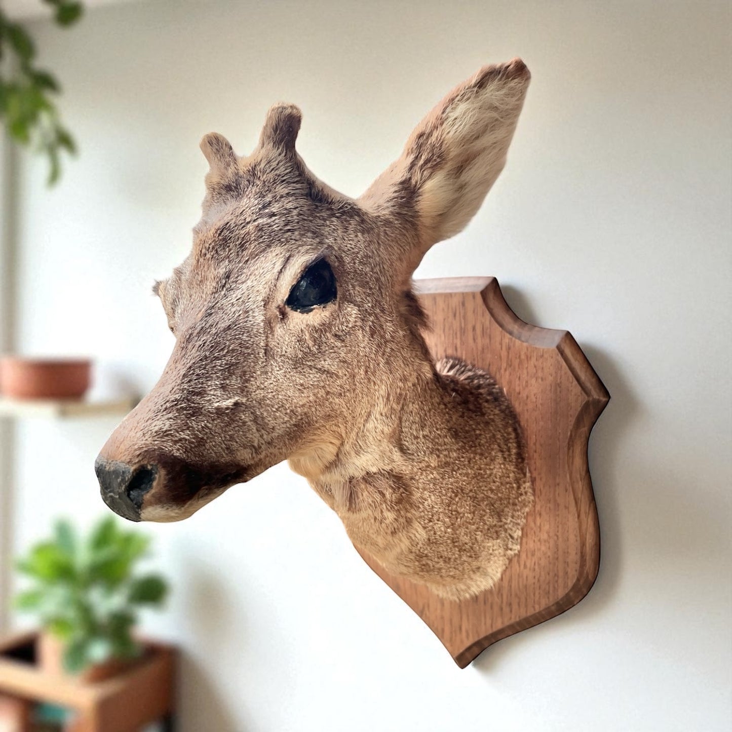 Deer head mount on a wooden plaque against a white wall with plants in the background