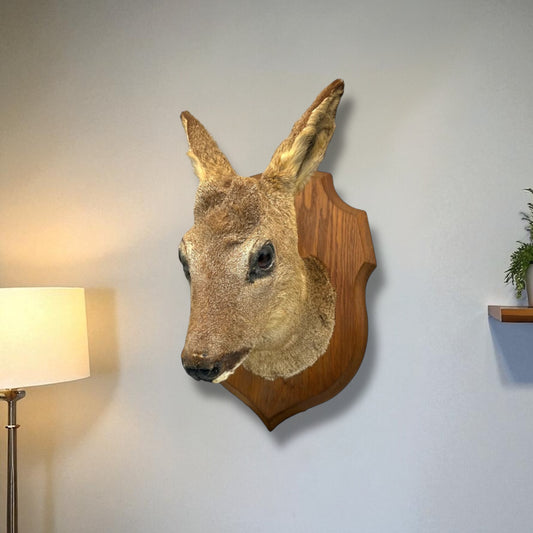 Taxidermy Deer Head, French Wall Mounted Roe Deer Head, Gift for Hunter