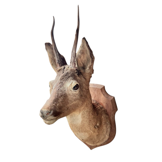 Taxidermy deer head mount on a white background
