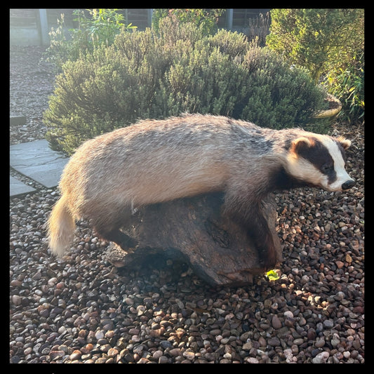 French Taxidermy Badger Adult Mounted on a Log Base in Standing Position