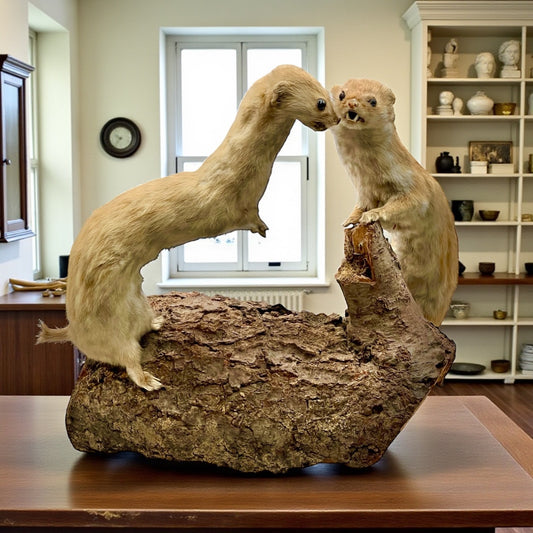 Pair of Vintage French Taxidermy Weasels on Bark Mount – Rustic Small Animal Display