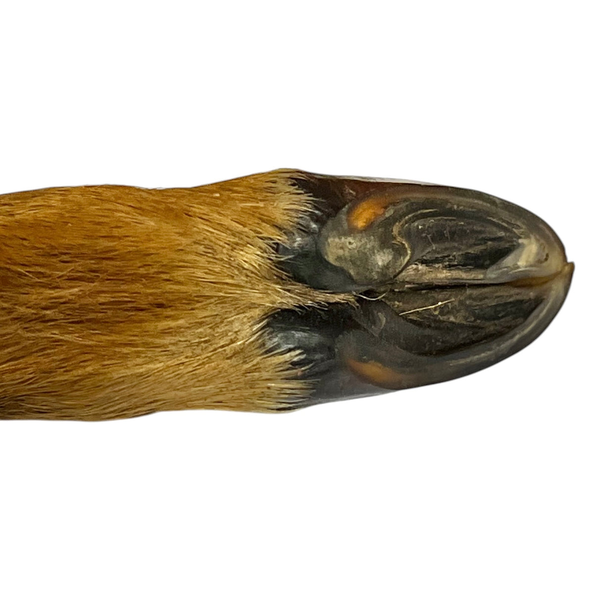 Close-up of a deer front hoof and fetlock joint showing the dark sole, nail, and golden-brown hair against a white background.