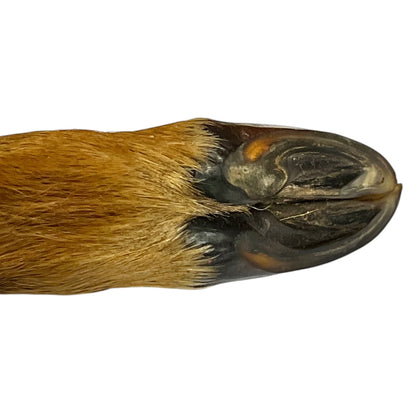 Close-up of a deer front hoof and fetlock joint showing the dark sole, nail, and golden-brown hair against a white background.