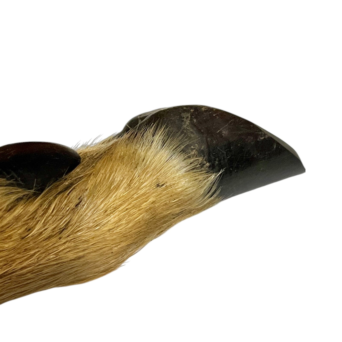 Close-up of a deer hoof against a plain white background.