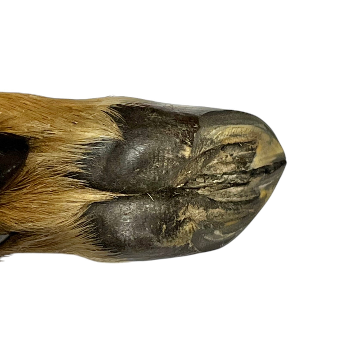 Close-up of a deer hoof showing dark, damaged, and cracked hooves with tan fur surrounding it, isolated on a white background.