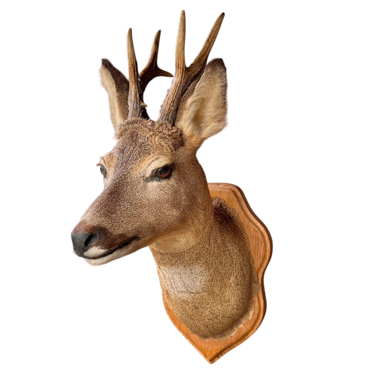 A taxidermy deer head mount with antlers on a wooden plaque, shown in profile against a plain white background.