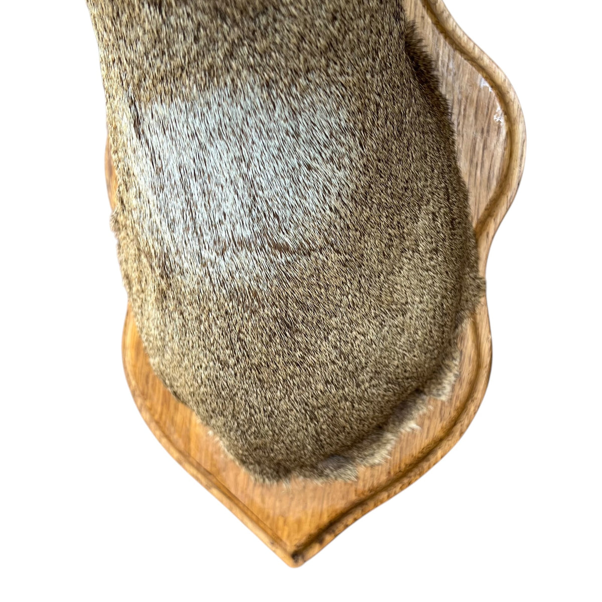A close-up of a brown deer nape neck, mounted on a wooden display stand against a white background.