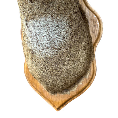 A close-up of a brown deer nape neck, mounted on a wooden display stand against a white background.