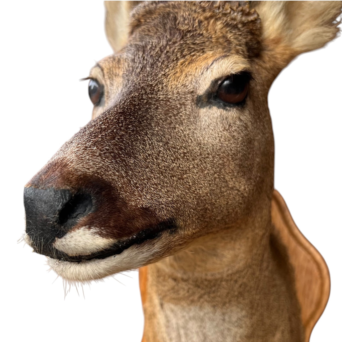 A taxidermy deer head mount with realistic fur texture, dark eyes, and a black nose, isolated on a white background.