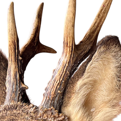 Close-up of a taxidermy deer head mount showing detailed antlers and brown fur against a plain white background.