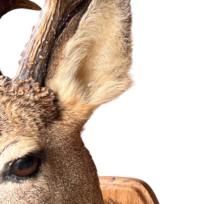 Close-up detail of a taxidermy deer head mount, showing the textured fur, large ear, brown antlers, and part of the wooden mounting plaque against a white background.