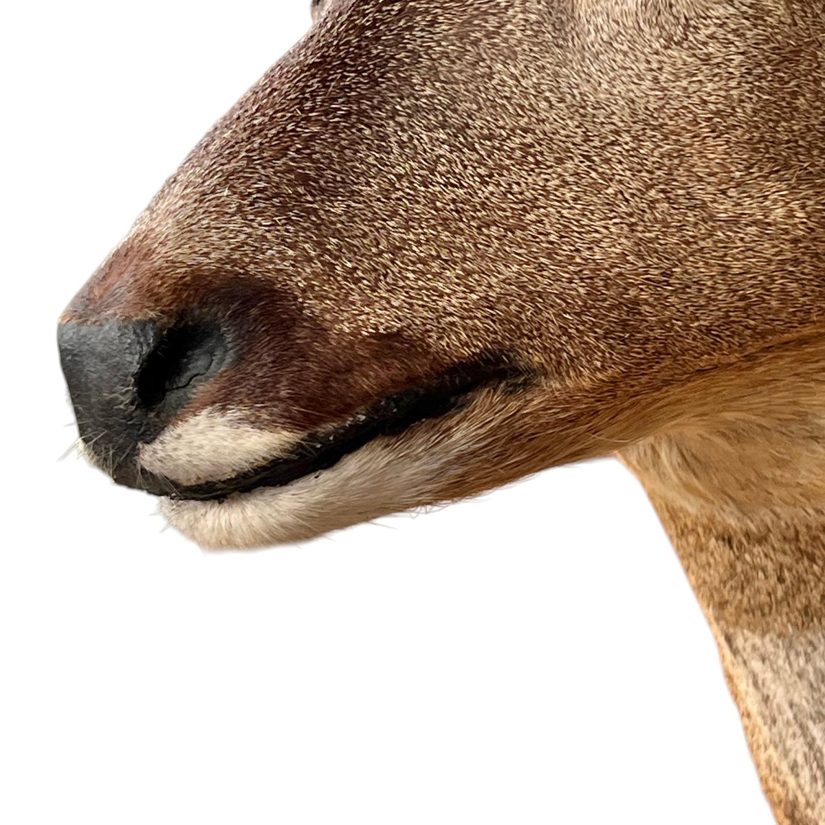 Close-up of a brown deer head on a solid white background, showing detailed fur texture, a black nose, and a dark mouth.