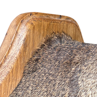 Close-up of a deer mount, shown against a plain white background.