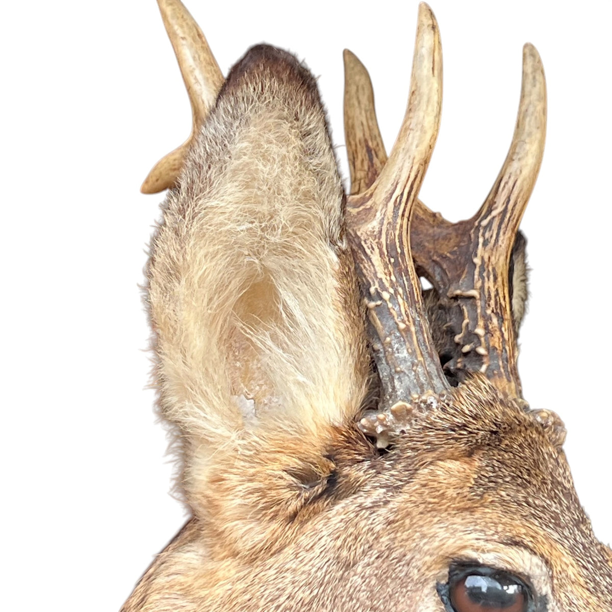 Close-up of a taxidermy deer head mount showing the detailed ear, antlers, and fur against a plain white background.